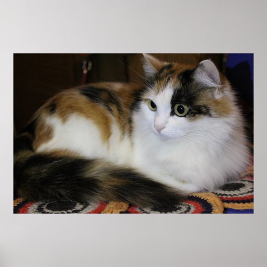 可愛いペットカラフルキャットオンラグイエローホワイトブルーレッド ポスター (正面)