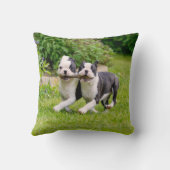 可愛いボストンテリア犬の子犬遊ズ クッション (裏面)