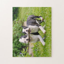 可愛いボストンテリア犬の子犬遊ズ ジグソーパズル