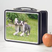 可愛いボストンテリア犬ランニングの子犬と遊 メタルランチボックス (インサイチュ)
