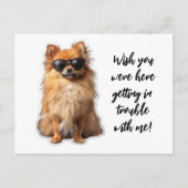可愛いポメラニア犬犬が君の家に恋しく思いれば ポストカード (正面)