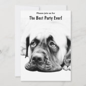 可愛いマスティフ犬 招待状 (正面)