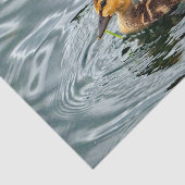 可愛いマラードアヒルの写真 薄葉紙 (詳細)