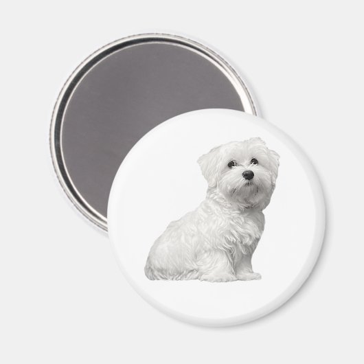 可愛いマルチーズ犬の座り子犬 マグネット (正面/裏面)