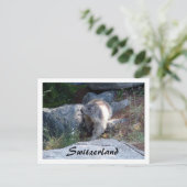可愛いマーモットスイス – はがき (スタンド正面)