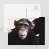 可愛いモンキーポストカード ポストカード (正面/裏面)