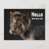 可愛いヨークシャーテリア子犬ラブヨークシャーテリアハロー ポストカード (正面)