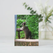 可愛いラクーン食べの鳥フィーダー葉書 ポストカード (スタンド正面)