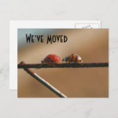 可愛いラディバグ新しいアドレス自然はがき 案内ポストカード (正面/裏面)