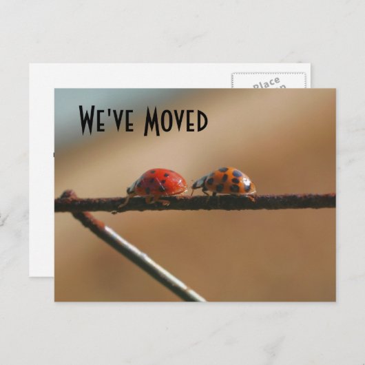 可愛いラディバグ新しいアドレス自然はがき 案内ポストカード (正面/裏面)