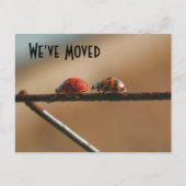 可愛いラディバグ新しいアドレス自然はがき 案内ポストカード (正面)