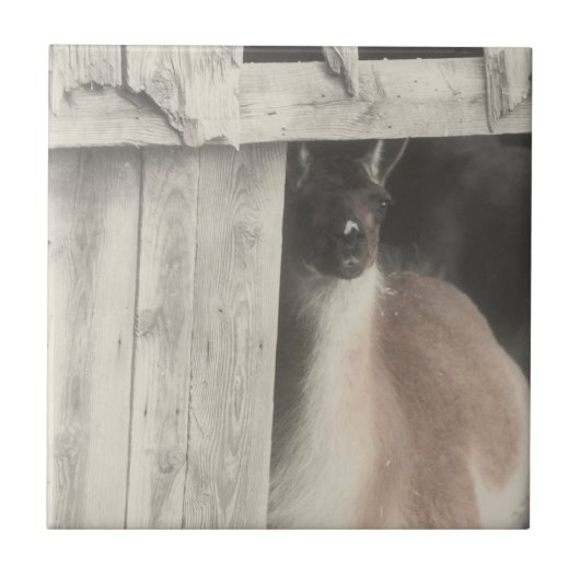 可愛いラマ白黒の動物 タイル (正面)
