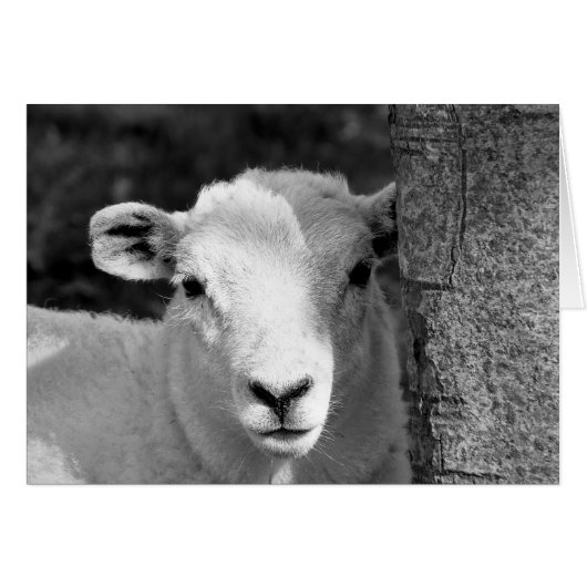 可愛いラムカード (正面横)