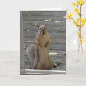 可愛いリス保ル、Touch、カード カード (黄色い花)