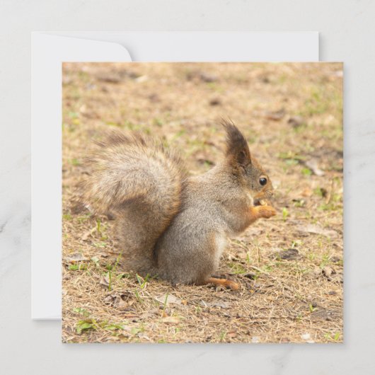 可愛いリス食べルのナッツの写真 (正面)