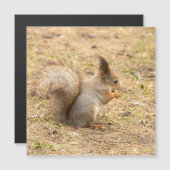 可愛いリス食べルのナッツの写真 (正面/裏面)