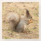 可愛いリス食べルのナッツの写真 ガラスコースター (正面)