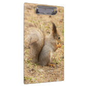 可愛いリス食べルのナッツの写真 クリップボード (右)