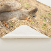 可愛いリス食べルのナッツの写真 シェルパブランケット (3/4)