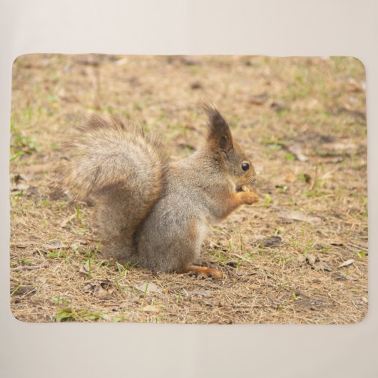 可愛いリス食べルのナッツの写真 シェルパブランケット (正面(横))