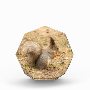 可愛いリス食べルのナッツの写真 フォトブロック