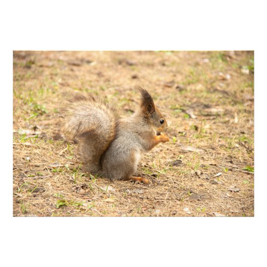 可愛いリス食べルのナッツの写真 フォトプリント            (正面)