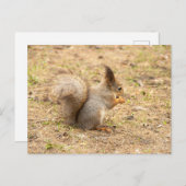 可愛いリス食べルのナッツの写真 ポストカード (正面/裏面)