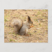 可愛いリス食べルのナッツの写真 ポストカード (正面)