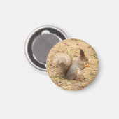 可愛いリス食べルのナッツの写真 マグネット (正面/裏面)