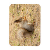 可愛いリス食べルのナッツの写真 マグネット (縦)