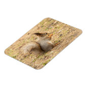 可愛いリス食べルのナッツの写真 マグネット (左側)