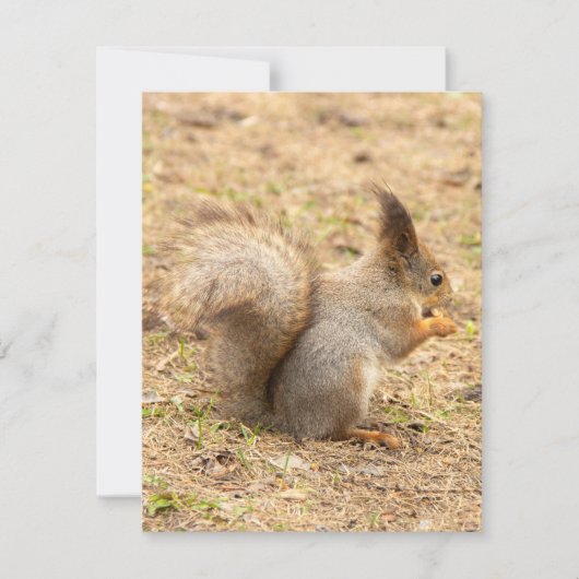 可愛いリス食べルのナッツの写真 出欠カード (正面)