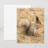 可愛いリス食べルのナッツの写真 出欠カード (正面/裏面)