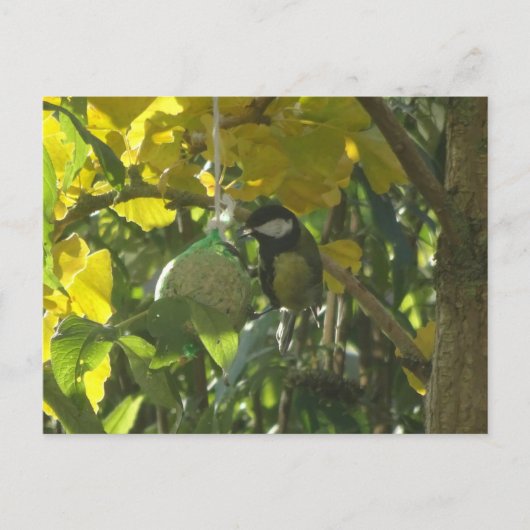 可愛いリッ食べ物トルの鳥DIYはがき ポストカード (正面)