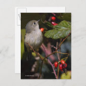 可愛いルビー王冠のキングレットのソンバードをブッシュに ポストカード (正面/裏面)