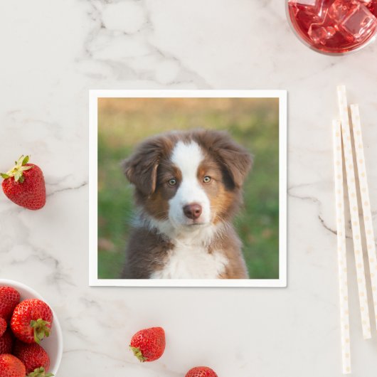 可愛いレッドトリオーストラリアの羊飼い犬の子犬の写真 –  スタンダードカクテルナプキン (インサイチュ)