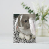 可愛いロップバニー葉書 ポストカード (スタンド正面)