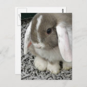 可愛いロップバニー葉書 ポストカード (正面/裏面)