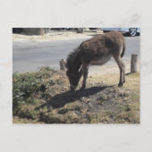 可愛いロバの花 ポストカード (正面)