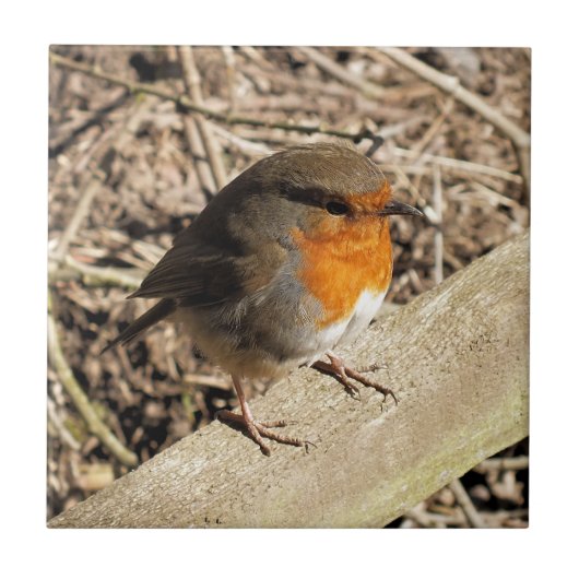 可愛いロビン タイル (正面)