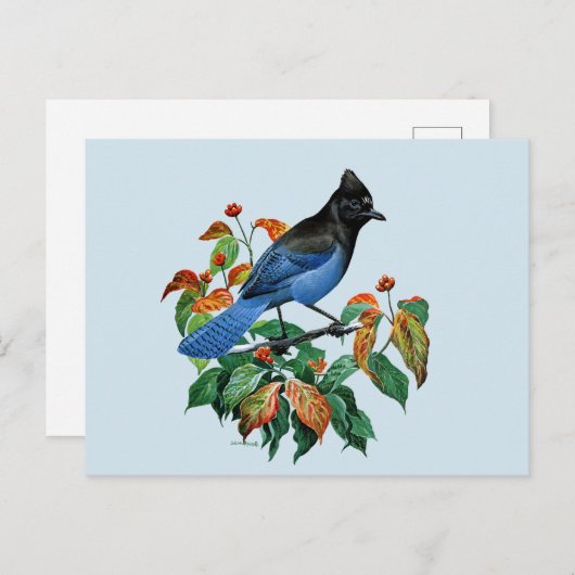 可愛いヴィンテージステラーズジェイ鳥はがき ポストカード (正面/裏面)
