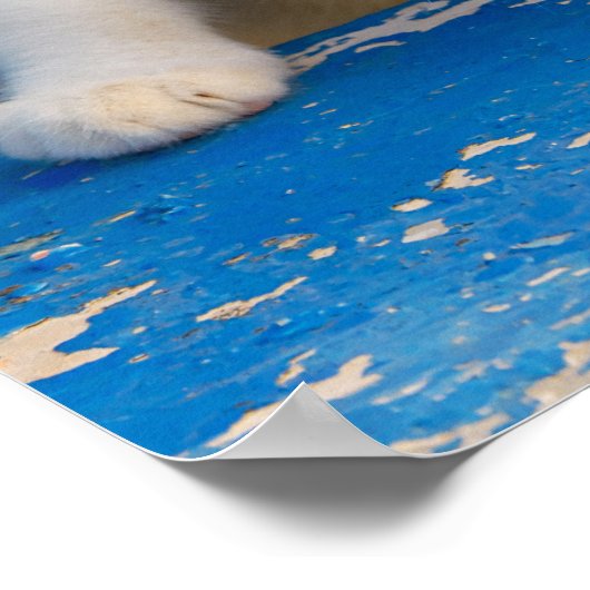 可愛い三毛猫おもしろい子猫珍しい目写真… ポスター (角)