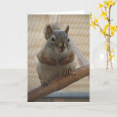 可愛い丸いリスのブランチ カード (黄色い花)