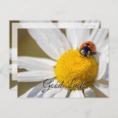 可愛い可愛いラディバグで頑張れ！ハガキ ポストカード (正面/裏面)