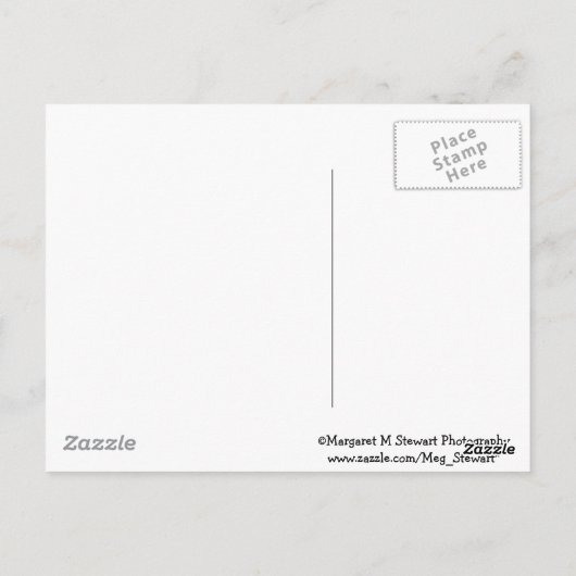 可愛い太りふわふわのチムンク葉書 ポストカード (裏面)