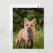 可愛い好奇心の赤いキツネ「どうしたの?」 ポストカード (正面/裏面)