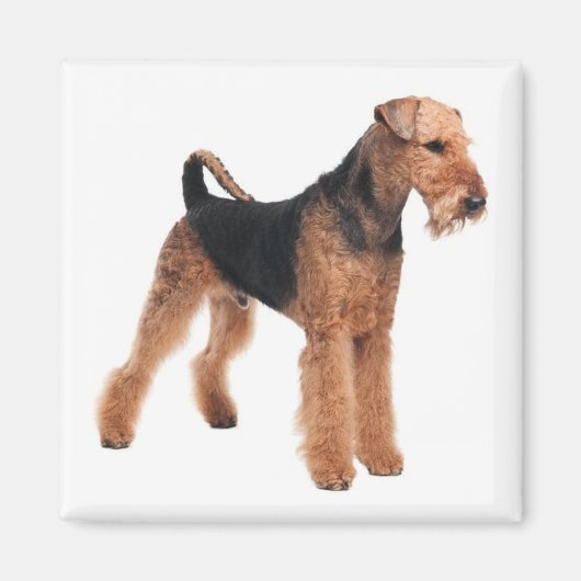 可愛い子犬ママ犬の恋人Airedale Terrier マグネット (正面)