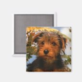 可愛い子犬ママ犬の恋人Airedale Terrier マグネット (正面/裏面)