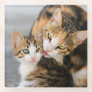 可愛い子猫が大好きなお母さん ガラスコースター