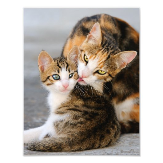 可愛い子猫が大好き – ペーパープリント フォトプリント (正面)